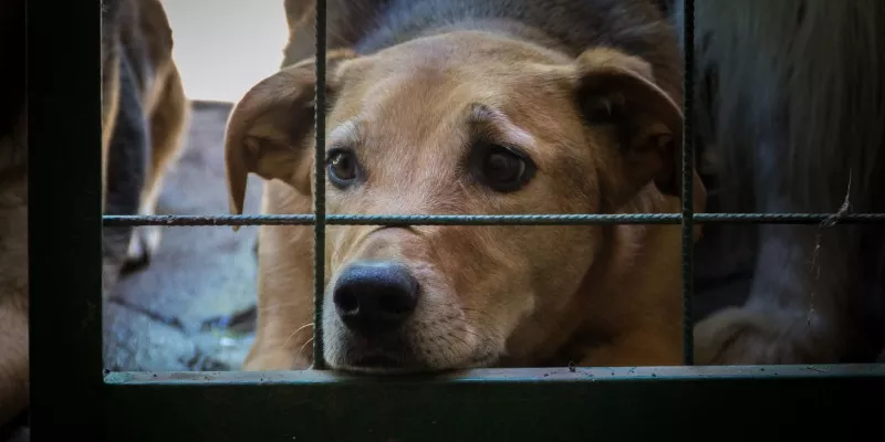 maltratoanimal-albergue-animales.jpg