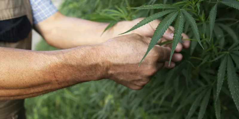cannabis-uso-adultos