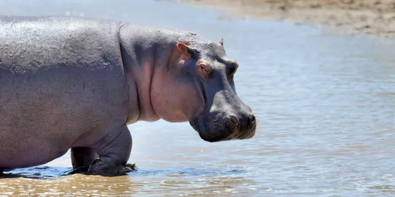 Consejo de Estado convoca a audiencia para debatir si hipopótamos son una especie invasora (Freepik)