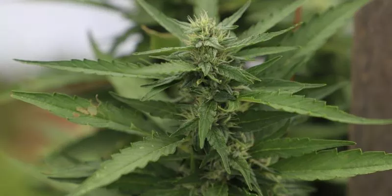 cannabis-recreativo-2024 (rawpixel)