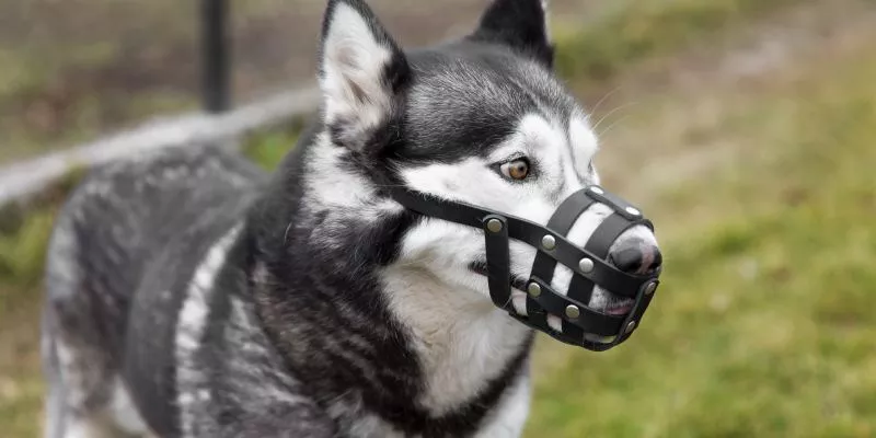 prohiben-usar-animales-disuadir-manifestaciones(freepik)