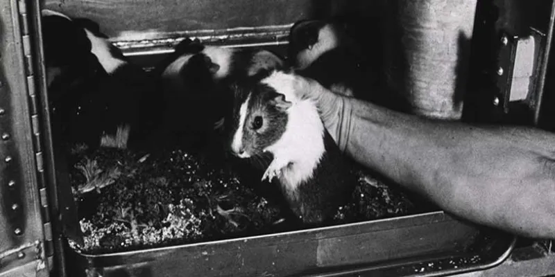 animal-testing-23(rawpixel)
