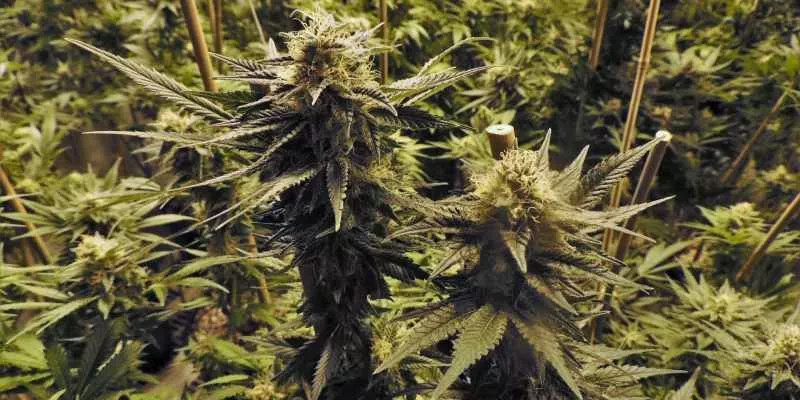 Reglamentación del cannabis recreativo para adultos, listo para la plenaria del Senado (Rawpixel)
