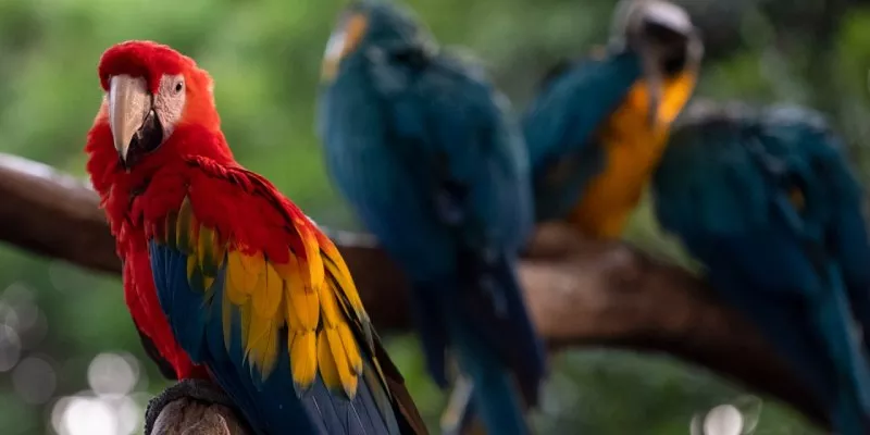 Aprueban en segundo debate proyecto que beneficiará a la fauna silvestre (Minciencias)