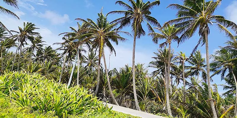 Ordenan a la Anla a suspender permiso concedido a la Armada sobre proyecto en Isla Gorgona (Juan Rojas)