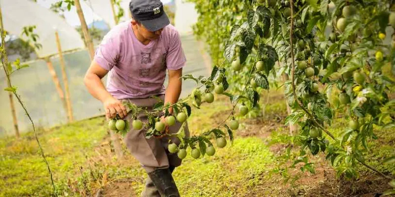 Sin efecto sanciones impuestas a campesinos que talaron cuatro robles sin permiso (Minagricultura)