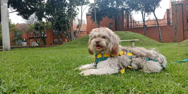 IMPORTANTE: Decretan inembargabilidad de los animales de compañía