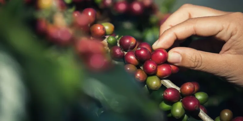 Esta ley protege al sector cafetero y promueve el consumo interno (Freepik)
