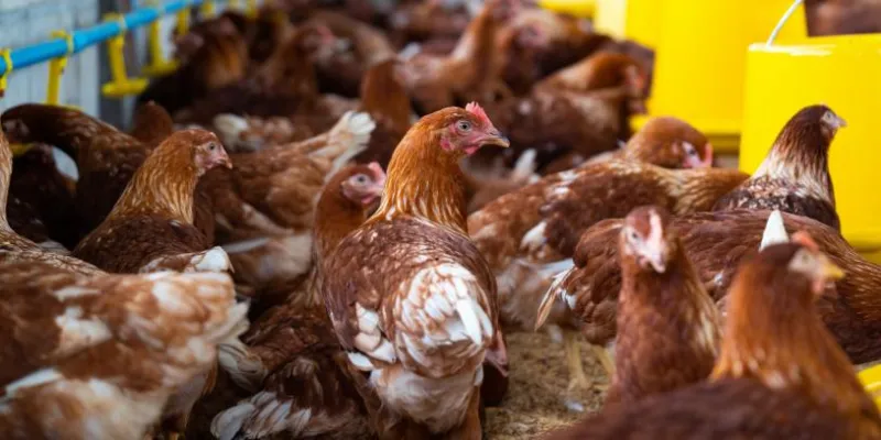 Minsalud modifica requisitos sanitarios para plantas de beneficio avícola (Freepik)