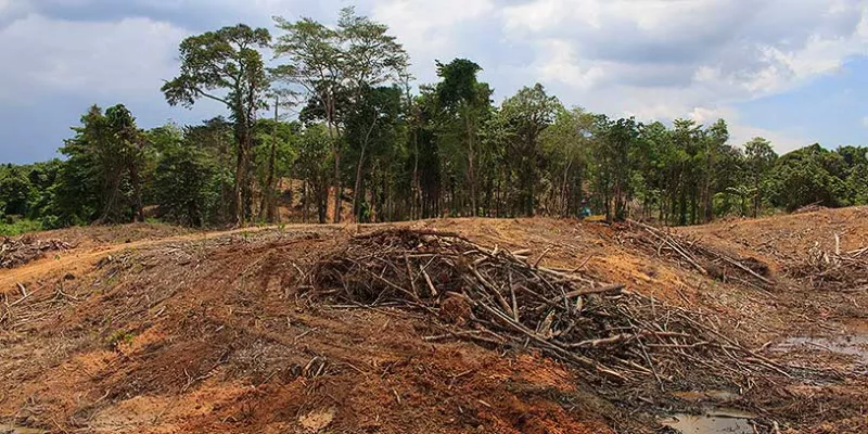 danoecologico-deforestacion-medioambienteshut1.jpg