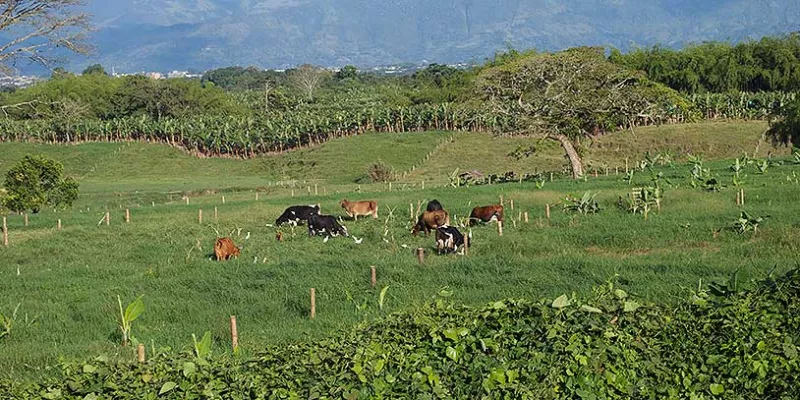 ganado-finca-terrenomac.jpg