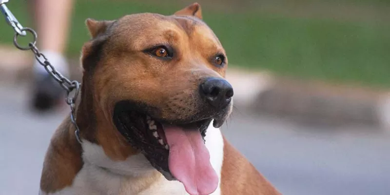 No será oído quien tenga un animal fiero que cause daño | Ámbito Jurídico