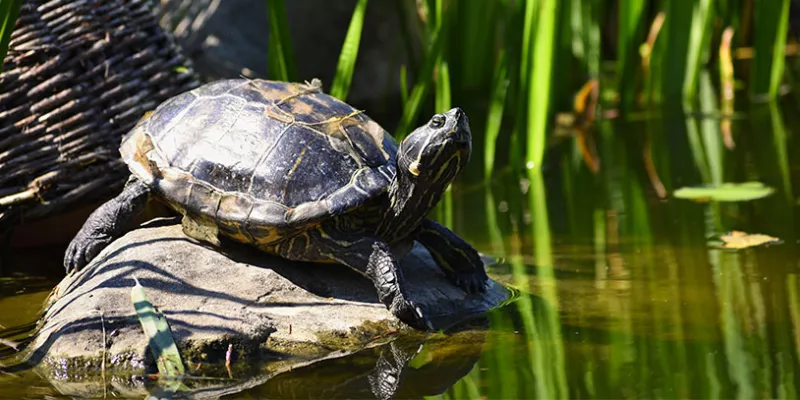 naturaleza-tortuga-animalfreepik.jpg