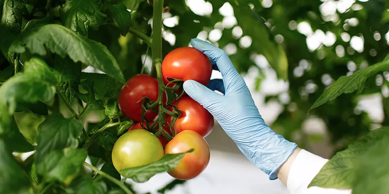 alimentos-laboratorio-tomates1big-1509242266.jpg
