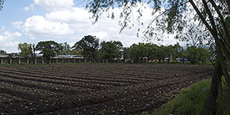 cultivos1-1509243028.jpg
