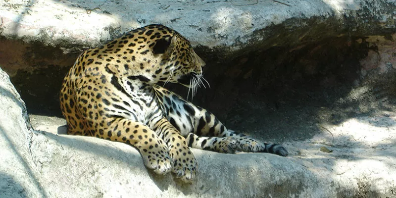 leopardo-zoologico-faunamac-1509242118.jpg