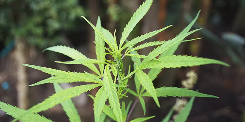 marihuana-cannabis-drogasmac-1509241779.jpg