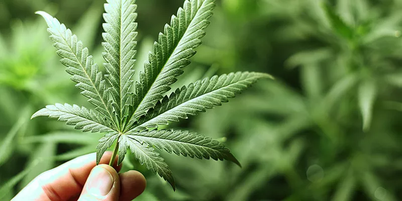 marihuana-cannabis-drogasshut-1509242276.jpg