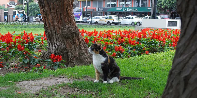 mascotas-animales-gatosmac-1509242058.jpg