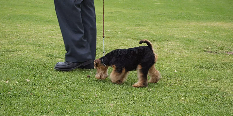 mascotas-animales-perrosmac-1509242148.jpg