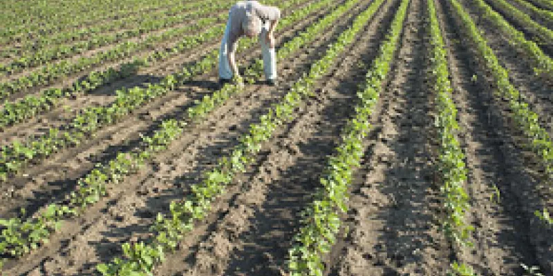medi-110909-01-cultivo-1509244211.jpg