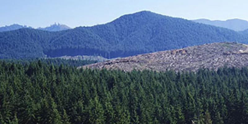 medi-120130-17-forestal1-1509244117.jpg