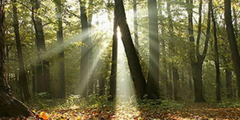 medi120628bosque1-1509243996.jpg