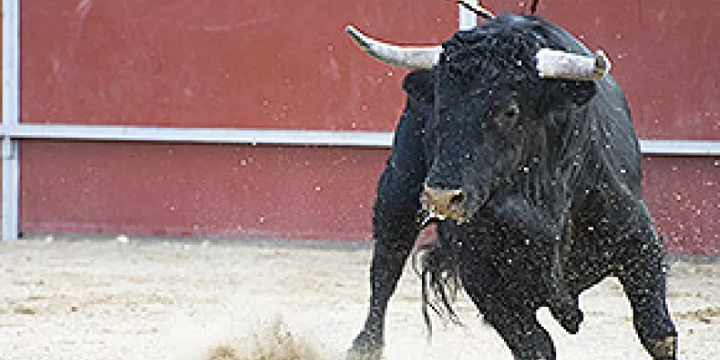 medi121102toro1-1509243854.jpg