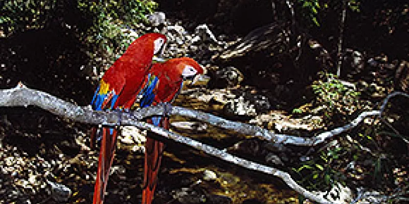 medi121203guacamayas1-1509243832.jpg