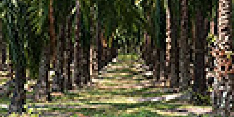 medi140318palmaafricana-1509243345.jpg