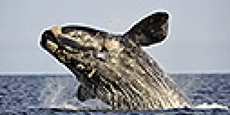 medi140331ballena-1509243327.jpg