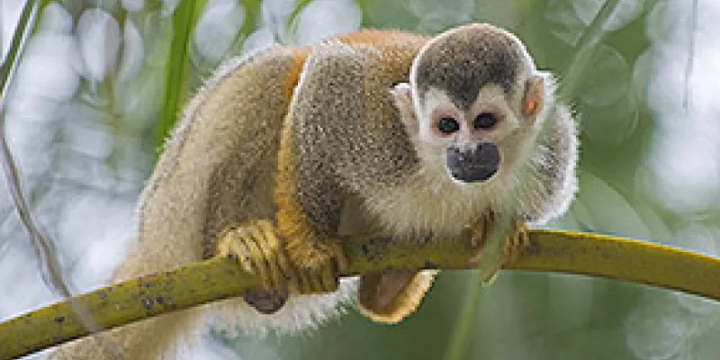 medi140505primates1-1509243280.jpg