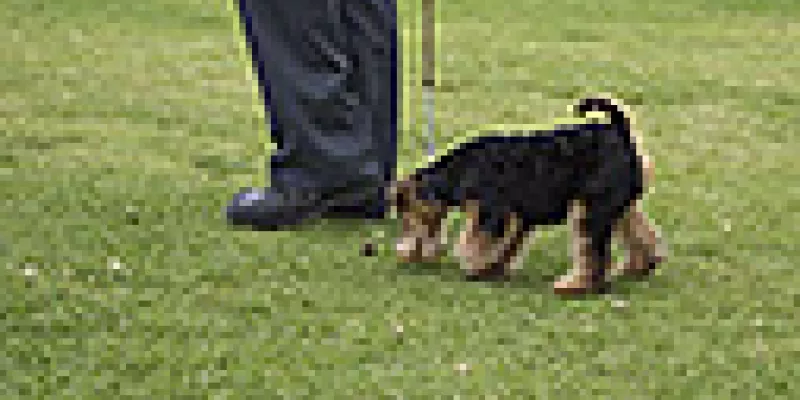 medi141504mascotas-1509243303.jpg