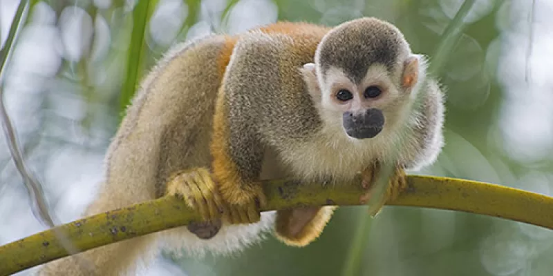 medi150302primates20think-1509242330.jpg