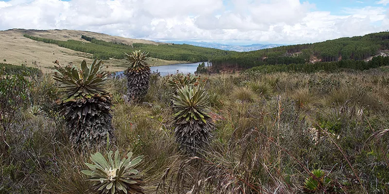 represa-embalse-agua-reservanaturalmac-1509242091.jpg