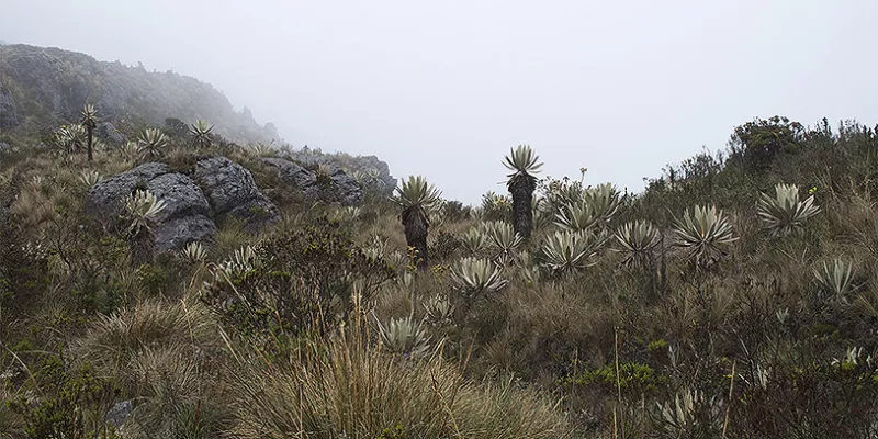 paramo-reserva-frailejonesmac.jpg