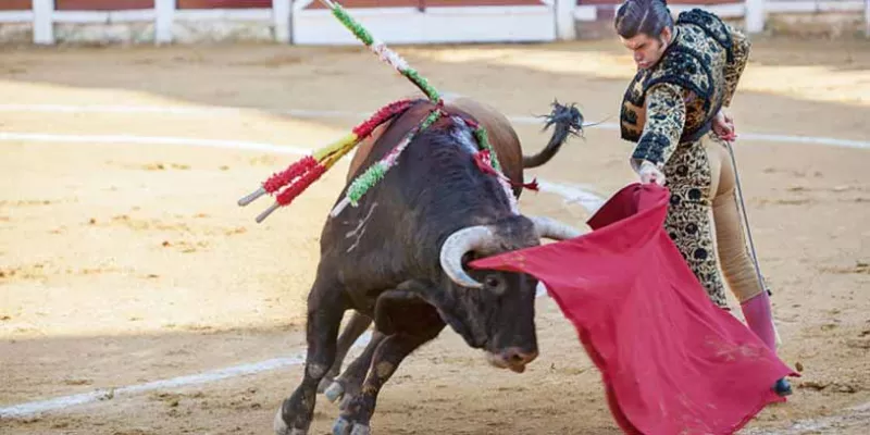 toros-corridas-animales.jpg