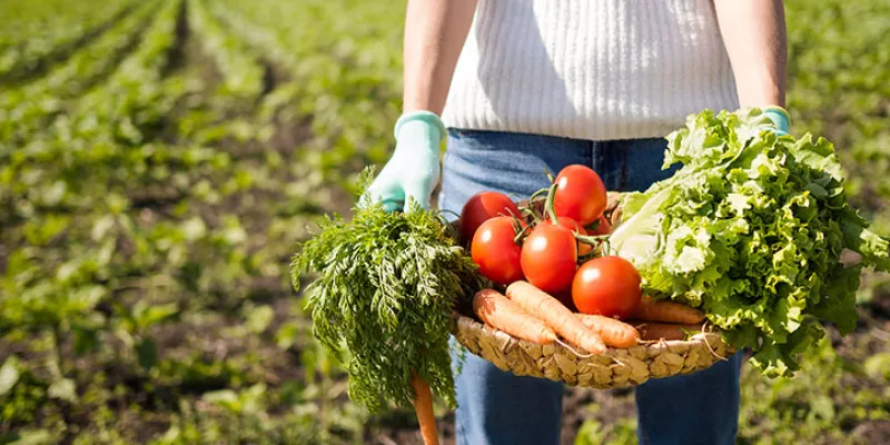 verdudas-campo-alimentofreepik.jpg